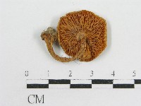 粉褶菌屬藏品圖，第3張