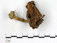 登錄號:F0002155藏品圖，第1張