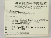 小菇屬藏品圖，第2張