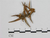 登錄號:F0002162藏品圖，第1張