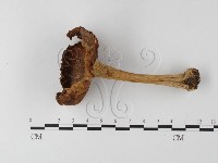 登錄號:F0002163藏品圖，第1張