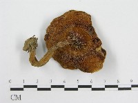 登錄號:F0002164藏品圖，第3張