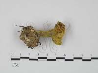 登錄號:F0002165藏品圖，第1張