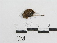 粉褶菌屬藏品圖，第1張