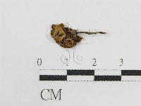 粉褶菌屬藏品圖，第3張