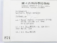 杯傘屬藏品圖，第2張