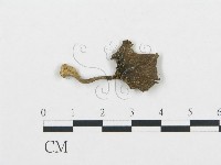 杯傘屬藏品圖，第1張