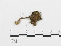 杯傘屬藏品圖，第3張