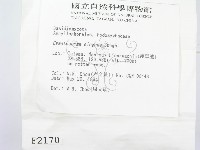 優雅波邊革菌藏品圖，第2張