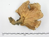 優雅波邊革菌藏品圖，第1張