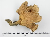 優雅波邊革菌藏品圖，第3張