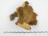 優雅波邊革菌藏品圖，第4張