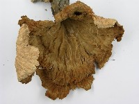 優雅波邊革菌藏品圖，第5張