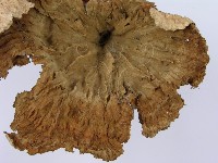 優雅波邊革菌藏品圖，第6張
