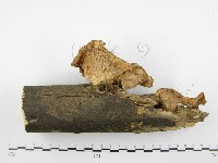 優雅波邊革菌藏品圖，第7張