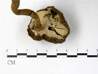 登錄號:F0002171藏品圖，第3張