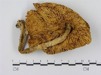 登錄號:F0002173藏品圖，第3張