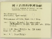 高大環柄菇藏品圖，第2張