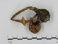 高大環柄菇藏品圖，第3張