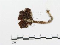 登錄號:F0002176藏品圖，第3張