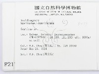 傘菌屬藏品圖，第2張