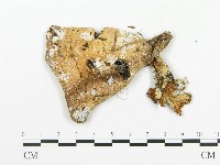 傘菌屬藏品圖，第3張