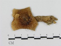 登錄號:F0002178藏品圖，第1張