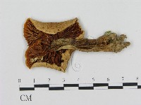 登錄號:F0002178藏品圖，第3張