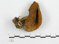 登錄號:F0002179藏品圖，第1張