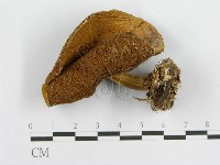 登錄號:F0002179藏品圖，第4張