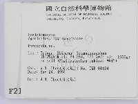 濕傘屬藏品圖，第2張