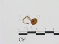 濕傘屬藏品圖，第1張