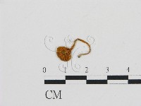 濕傘屬藏品圖，第3張