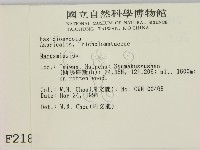 小皮傘屬藏品圖，第2張