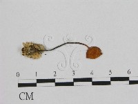 小皮傘屬藏品圖，第3張