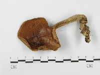 登錄號:F0002184藏品圖，第1張