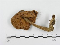 登錄號:F0002184藏品圖，第3張