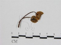 小菇屬藏品圖，第3張