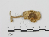 登錄號:F0002188藏品圖，第1張