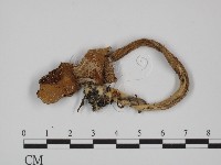 登錄號:F0002189藏品圖，第1張