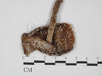 登錄號:F0002190藏品圖，第1張