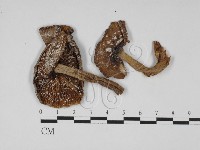 登錄號:F0002190藏品圖，第7張