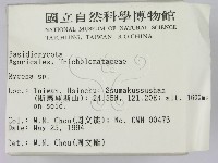 小菇屬藏品圖，第2張