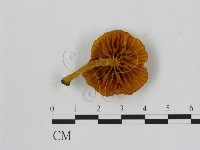 小菇屬藏品圖，第3張