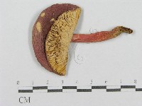 紅菇屬藏品圖，第3張