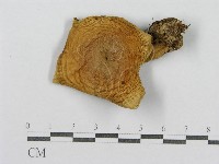 紅菇屬藏品圖，第1張