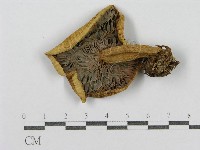 紅菇屬藏品圖，第3張