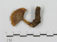 紅菇屬藏品圖，第3張