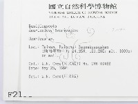 傘菌屬藏品圖，第2張