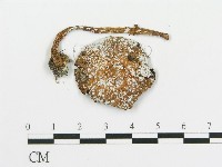 傘菌屬藏品圖，第3張